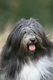 TERRIER DU TIBET 327